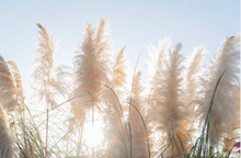Load image into Gallery viewer, Golden Pampas

